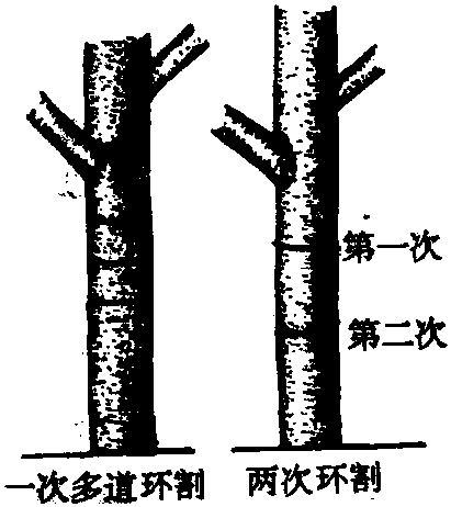 環(huán)剝、環(huán)割不當(dāng)